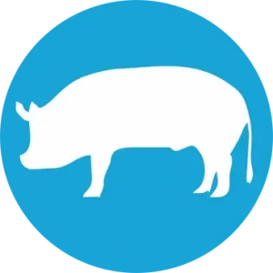 porcine Porcine Allograft
